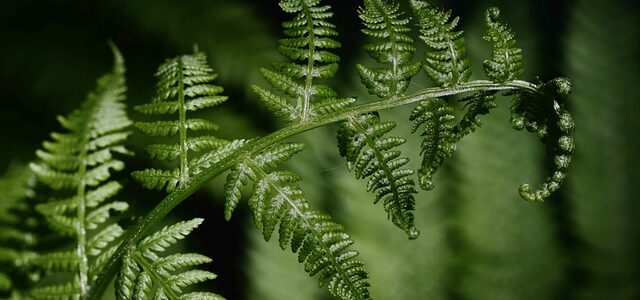 Kabouters als blikvangers in de tuin