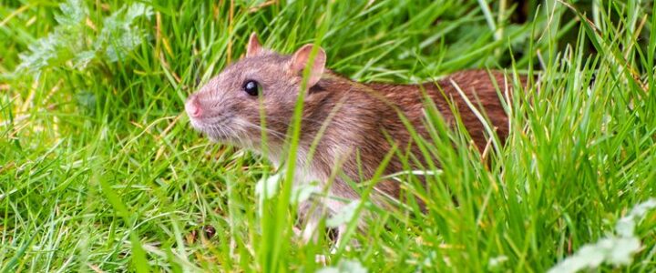 Ratten in de tuin: herkennen, voorkomen en aanpakken